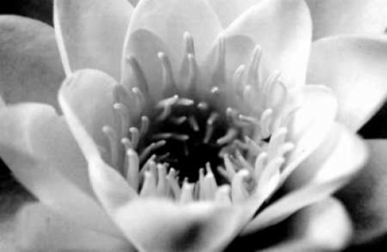 Classic Lotus Poster Print by Erin Berzel - Item # VARPDXPSBZL148